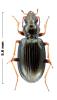 Bembidion fraxator